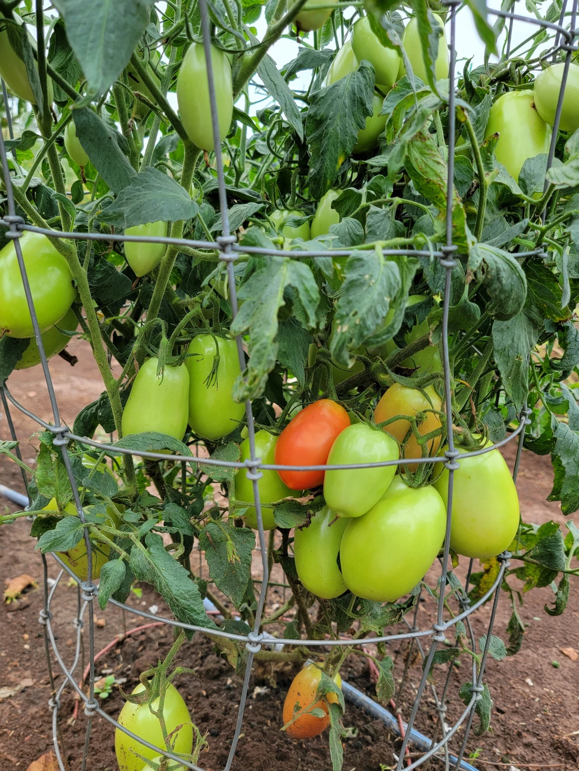 Garden Grower